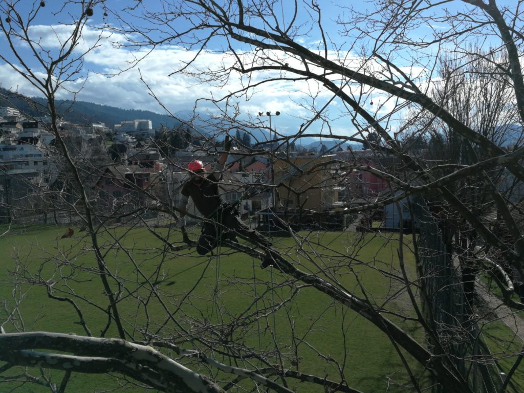 Baumschnitt in Zürich
