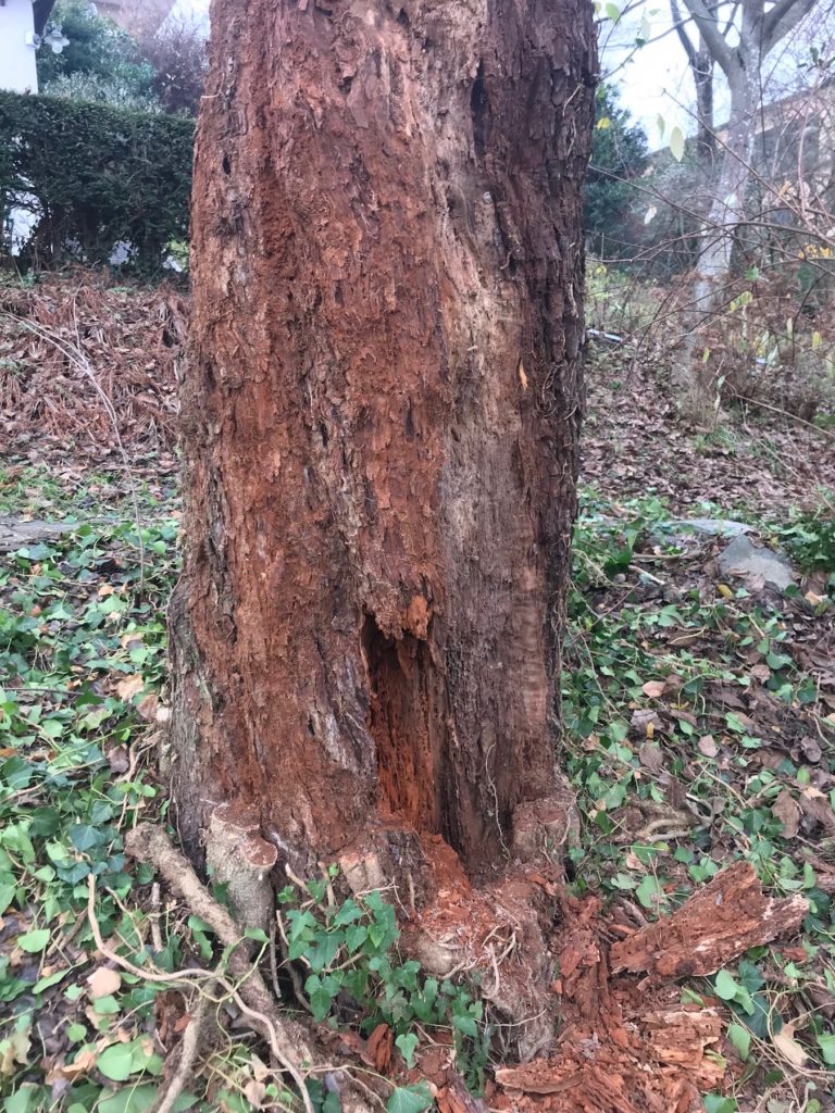 Fäule in einem Baum in Rüschlikon