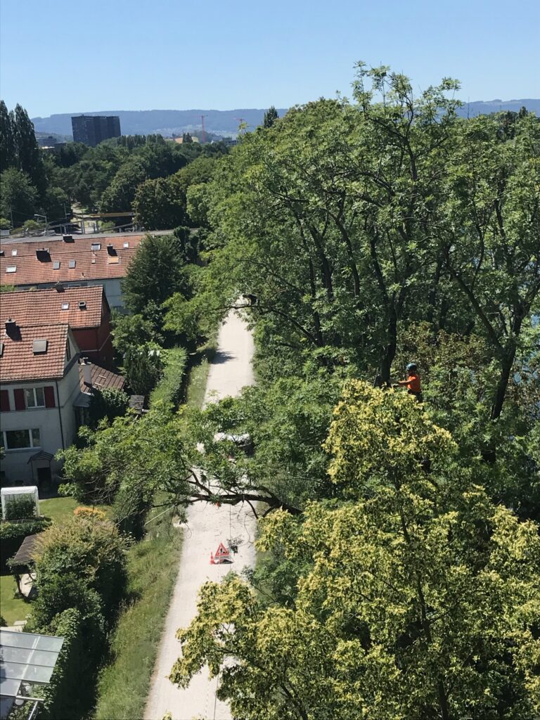 Baumpflege Zürich Fischerweg