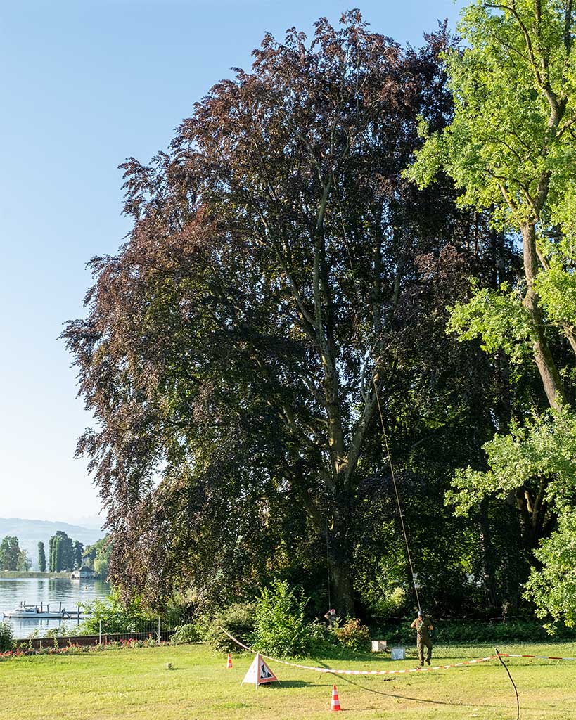 Arbor Art Baumschnitt und Kronensicherung in einem Park am Zürichsee
