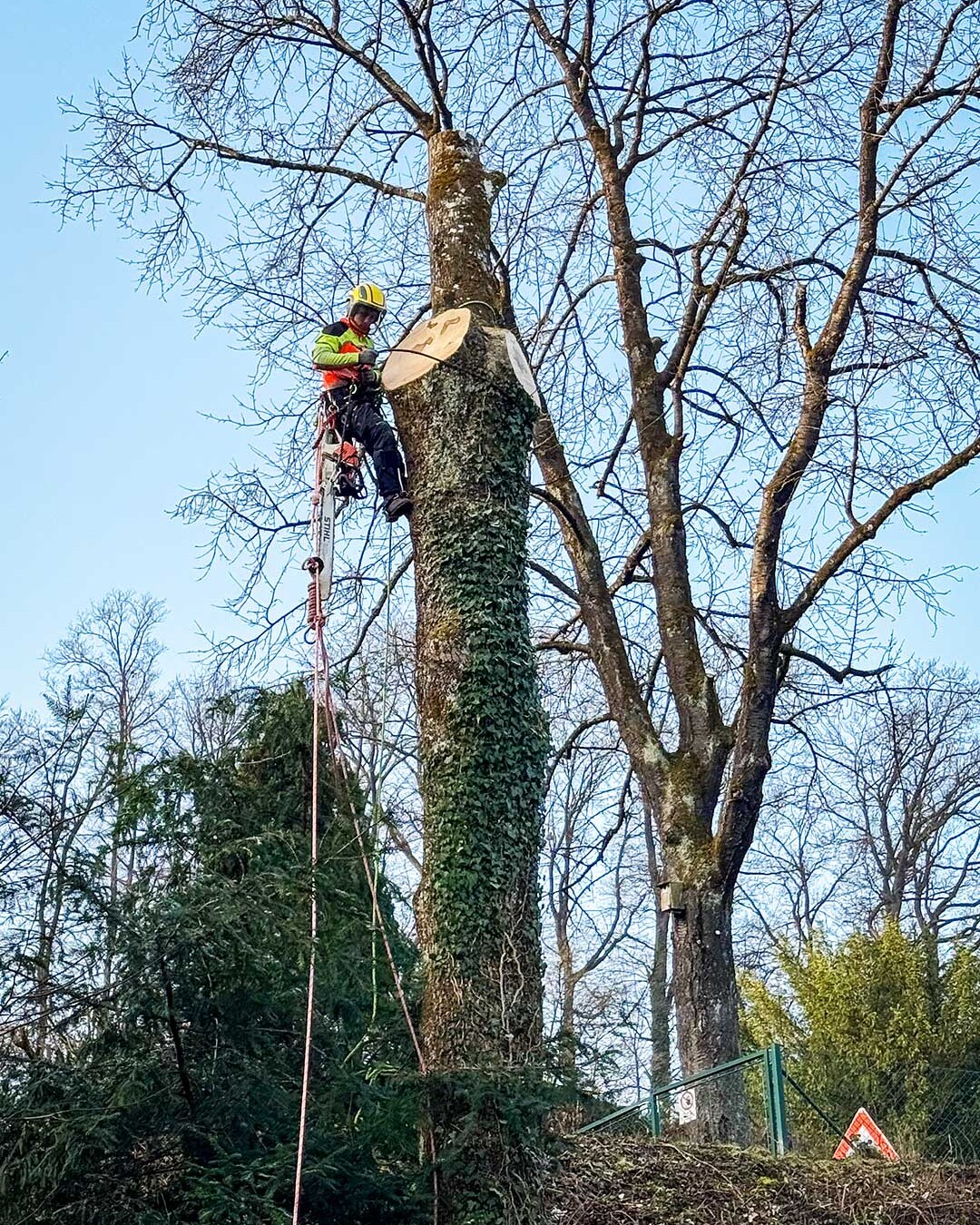 Ein Mitarbeiter von ArborArt beim Fällen eines grossen Baums