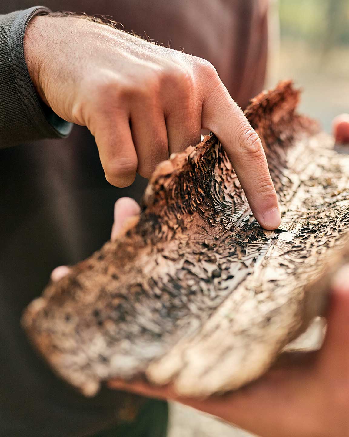 Mitarbeiter von ArborArt inspizieren eine Baumrinde