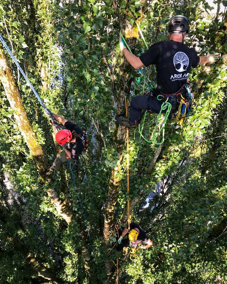 Mitarbeiter von ArborArt bei der Kronensicherung