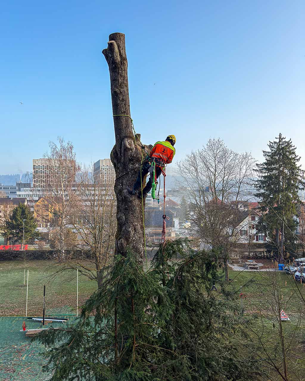 Ein ArborArt-Mitarbeiter fällt einen grossen Baum