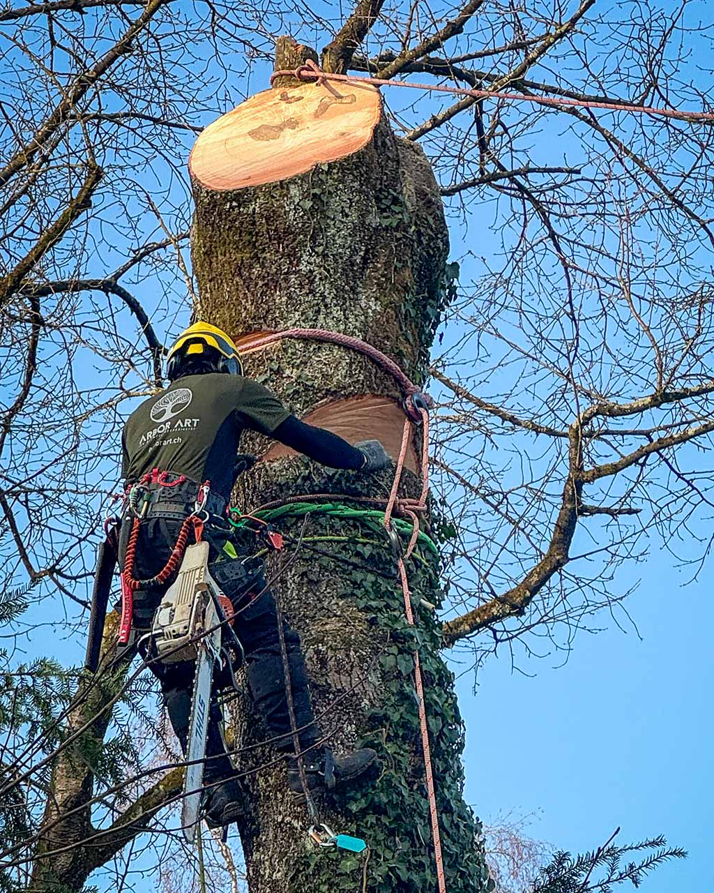 Ein ArborArt-Mitarbeiter fällt einen grossen Baum