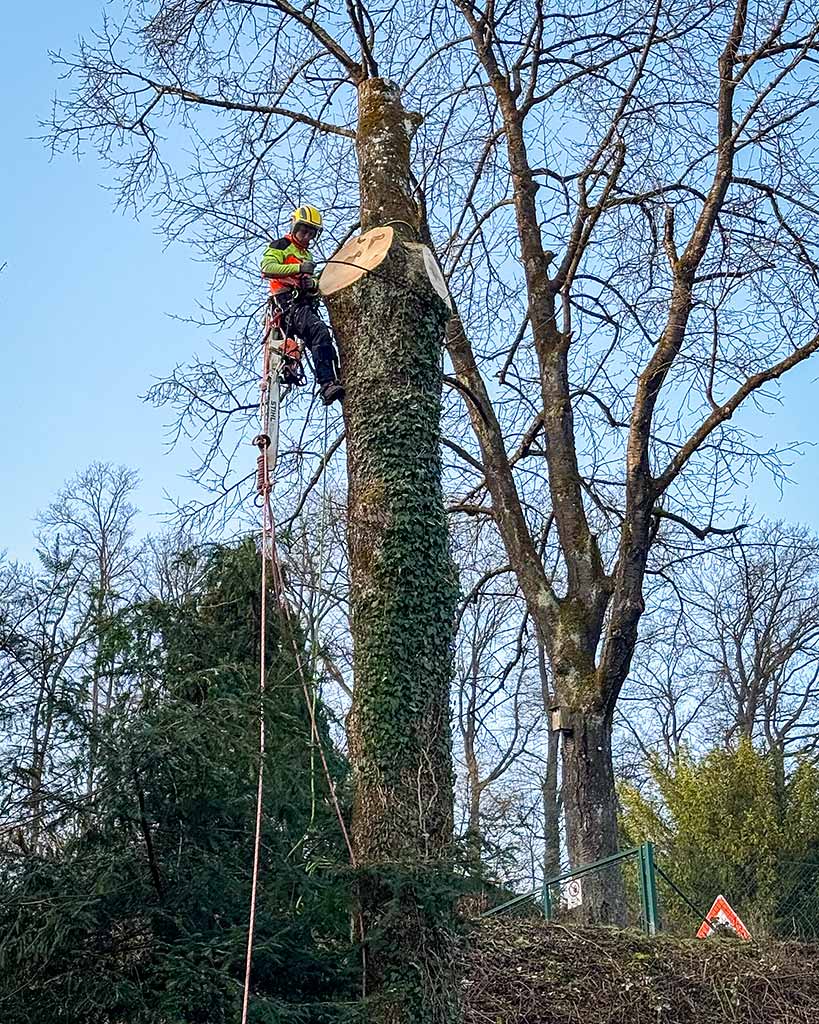 Ein ArborArt-Mitarbeiter fällt einen grossen Baum