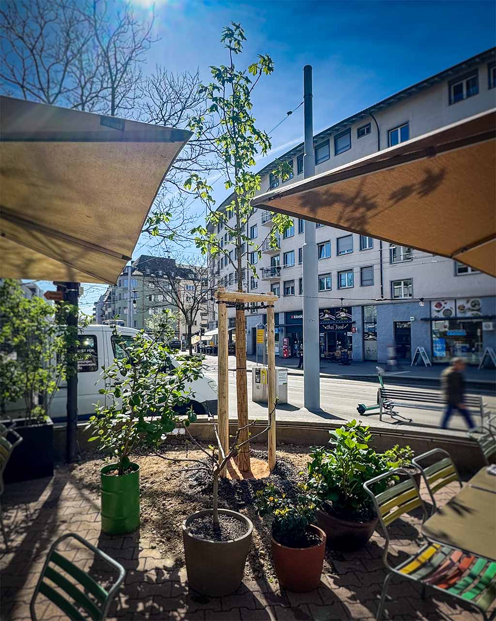 Frisch gepflanzert Baum in der Stadt Zürich