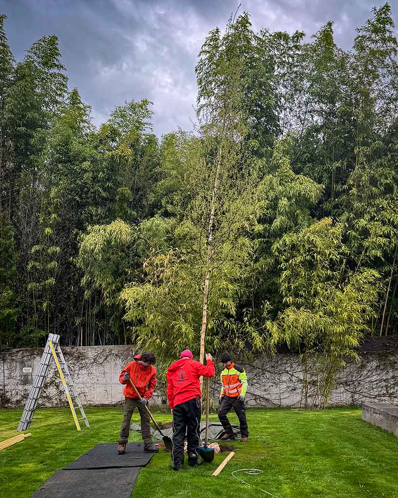 Mitarbeiter von Arbor Art pflanzen einen Baum