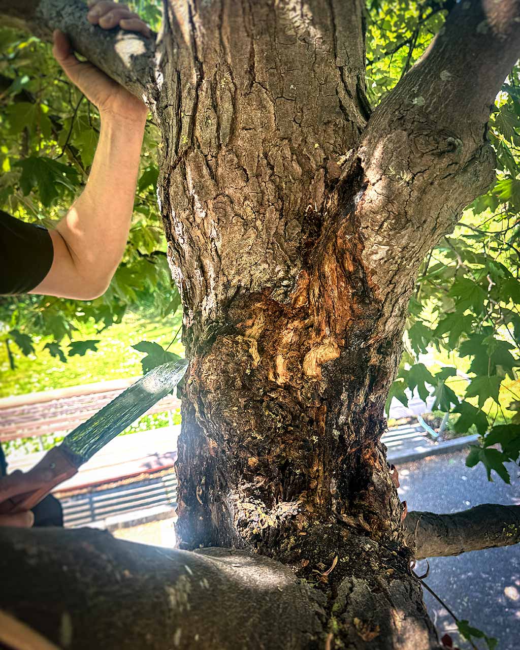 An ArborArt employee inspects the bark of a tree