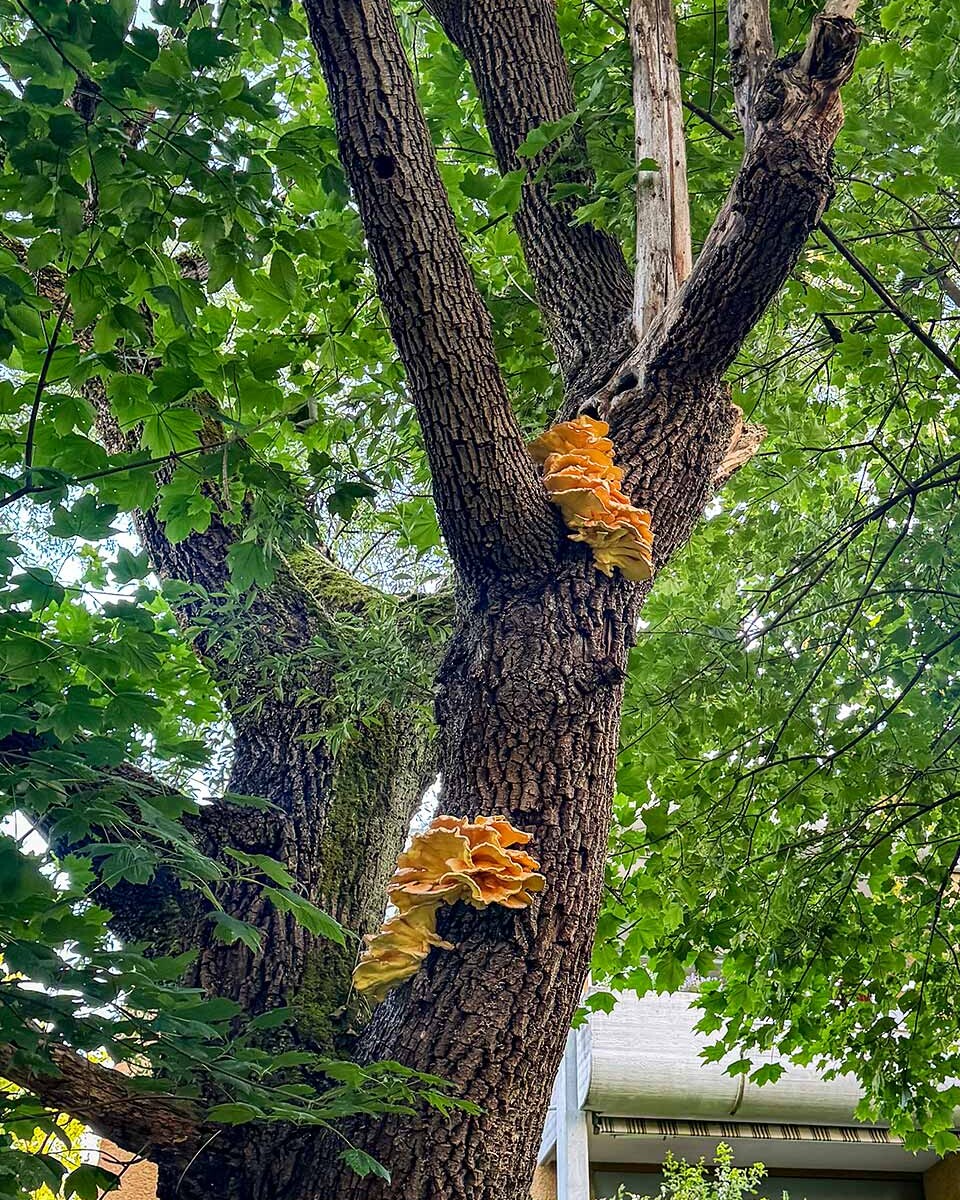 Fungal growth on a tree