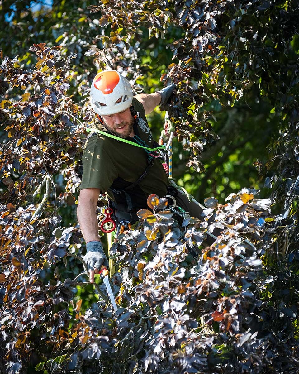 Arbor Art staff pruning trees