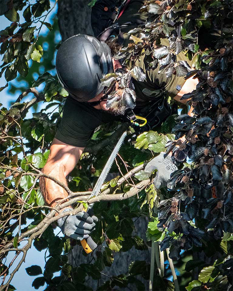 Ein Mitarbeiter von Arbor Art beim Baumschnitt