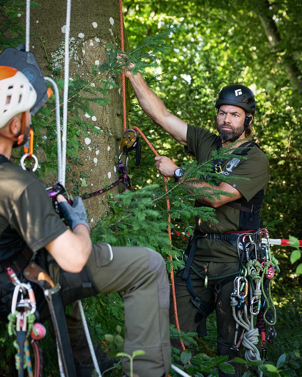 Ein Mitarbeiter von Arbor Art sichert einen Baumpfleger
