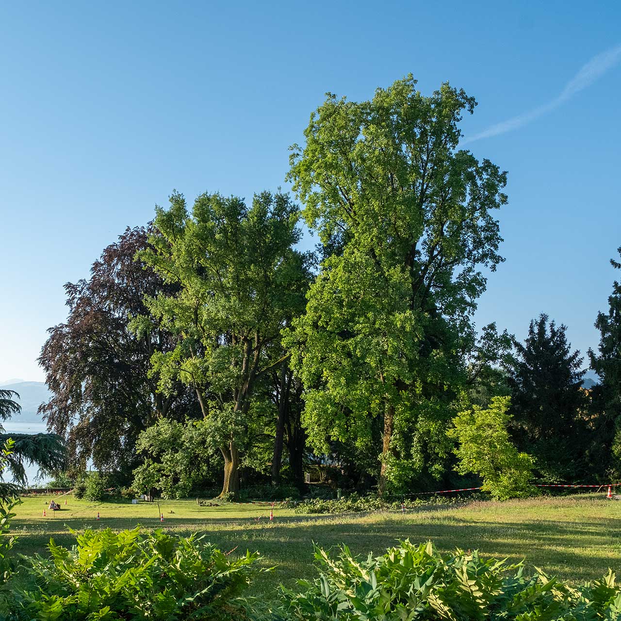 Laubbäume in Park am Zürichsee (Ausschnitt)