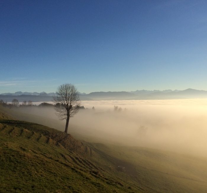 Baum im Nebel
