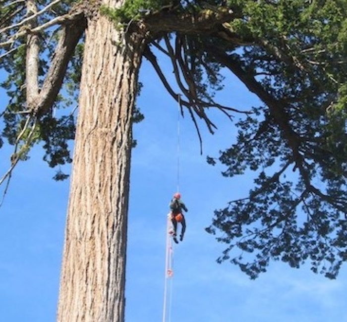 Baumkletterer in der Freizeit