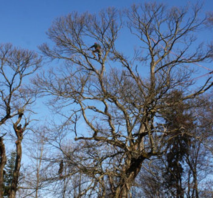 Kronenpflege in Rapperswil