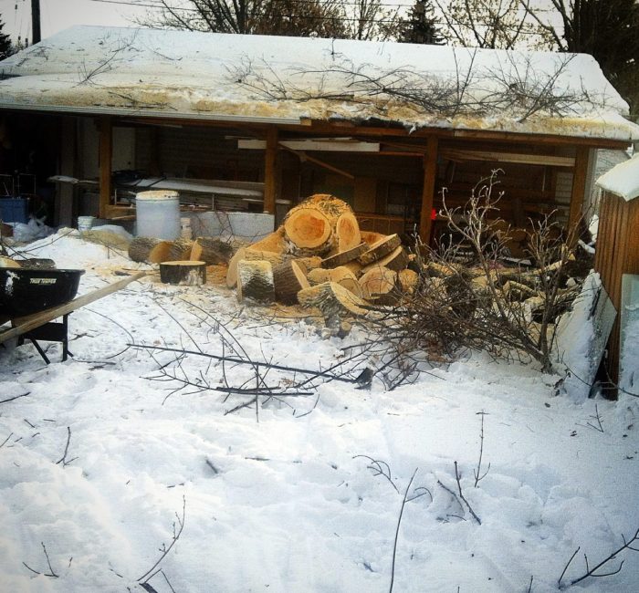 Spezialfällung Chur