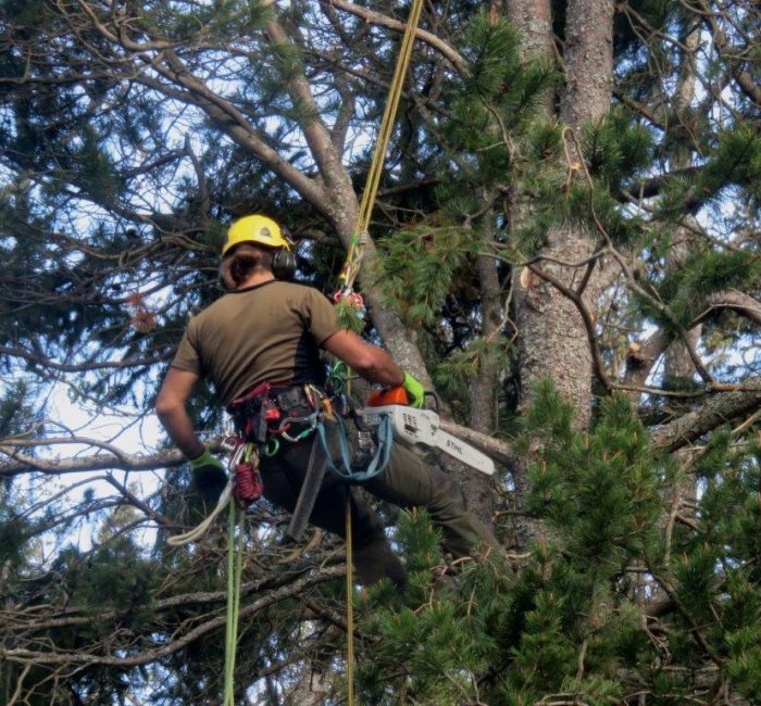 Kronen Pflege Föhre Zürich