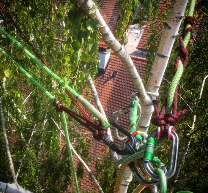 Kronenpflege Birke in Langnau am Albis