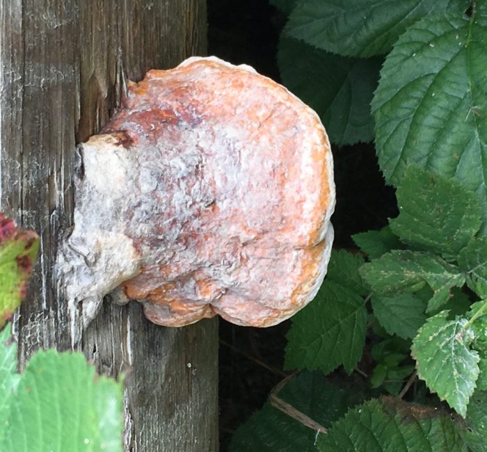 Holzzersetzender Pilz