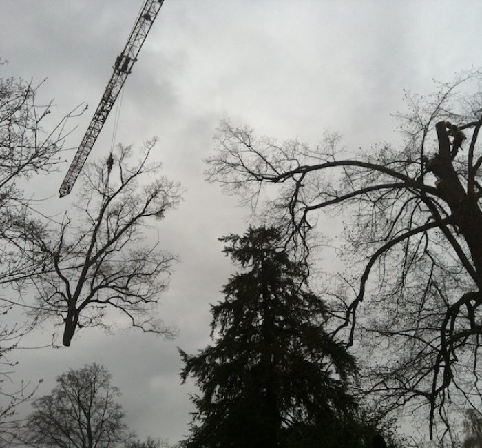 Baum Fällen in Zürich mit Kran