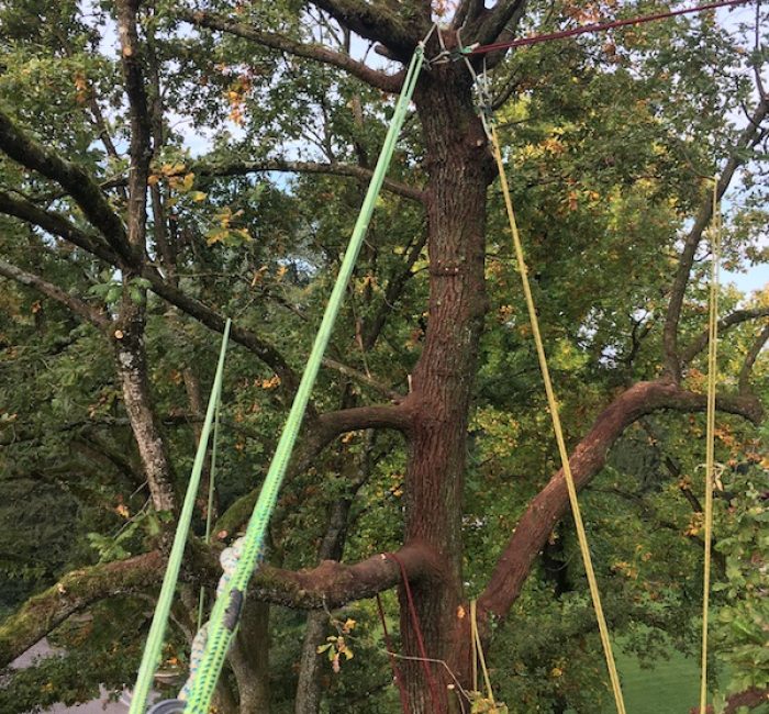 Kronenpflege eine Eiche in Cham