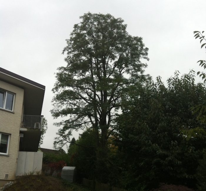 Baum Nach der Baumpflege Horgen