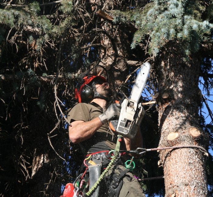 Fällen eines Baumes in Kilchberg, Zürich
