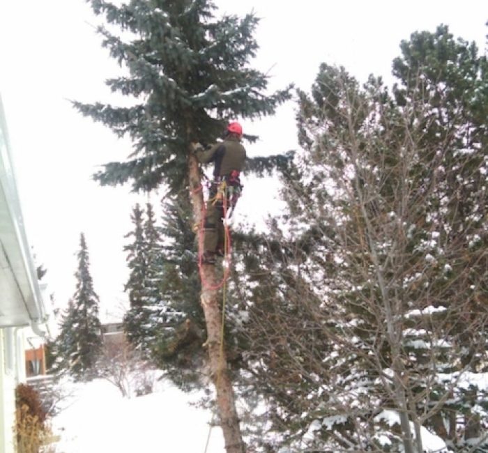 Baum Fällen in Kilchberg
