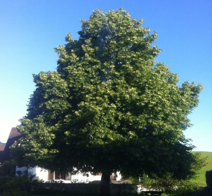 Linde vor Baumpflege