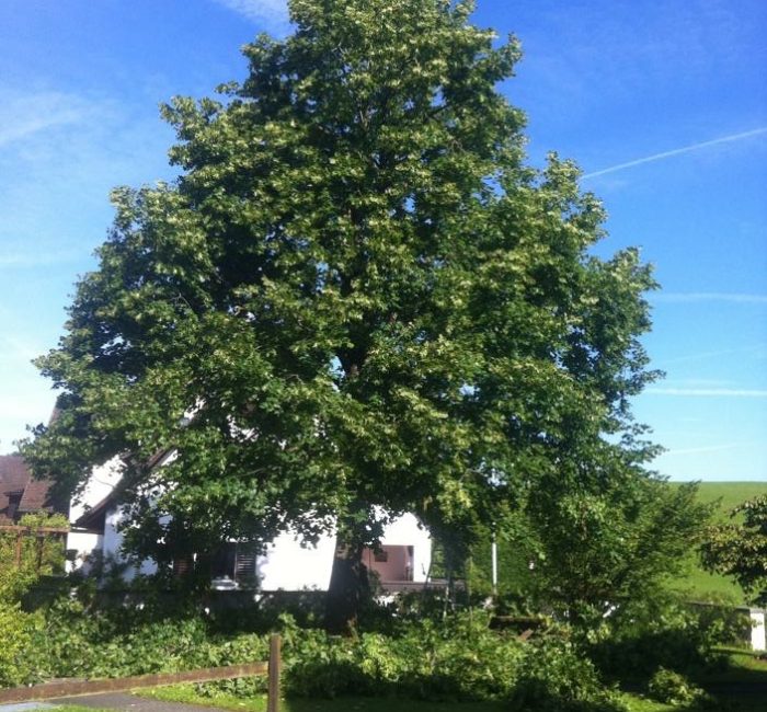Linde nach Baumpflege