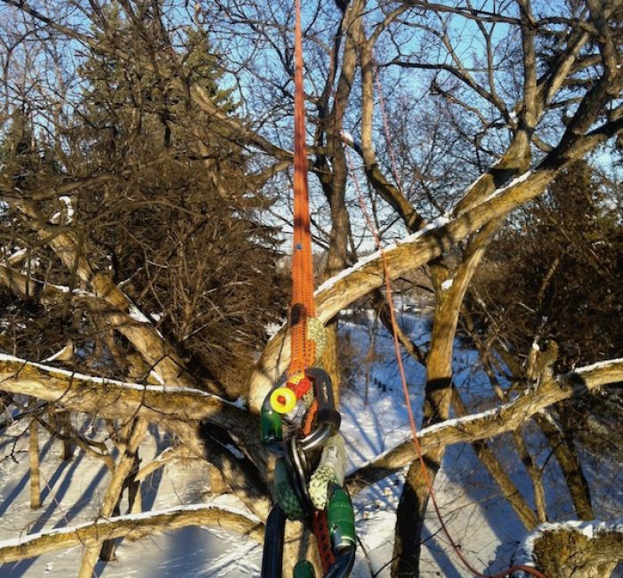 Baumschnitt in Kilchberg ZH